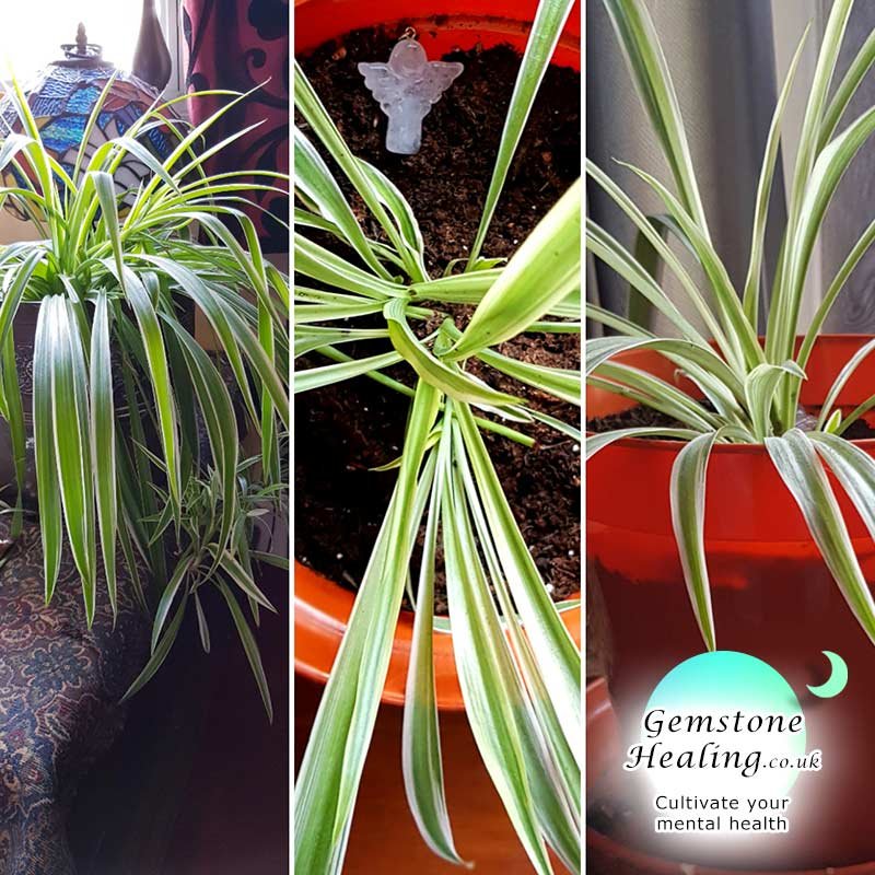 Amanda's spider plants