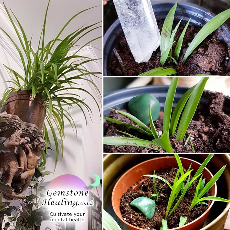 Growing a positive mental attitude with spider plants