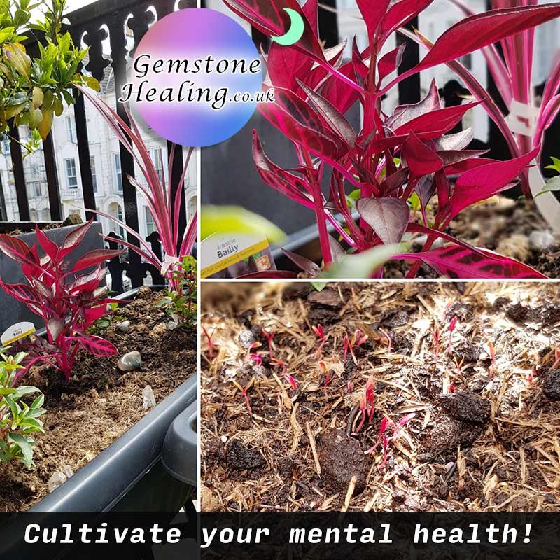 Grow your mental health